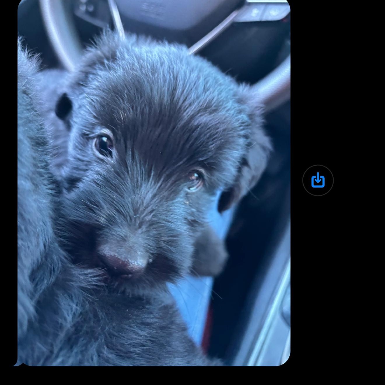 Cindy, a Adoptable mixed breed in Montclair, NJ image 2/2