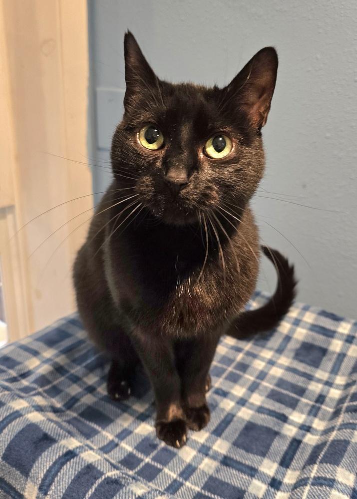Sunny, Adoptable, Senior Male Domestic Short Hair.