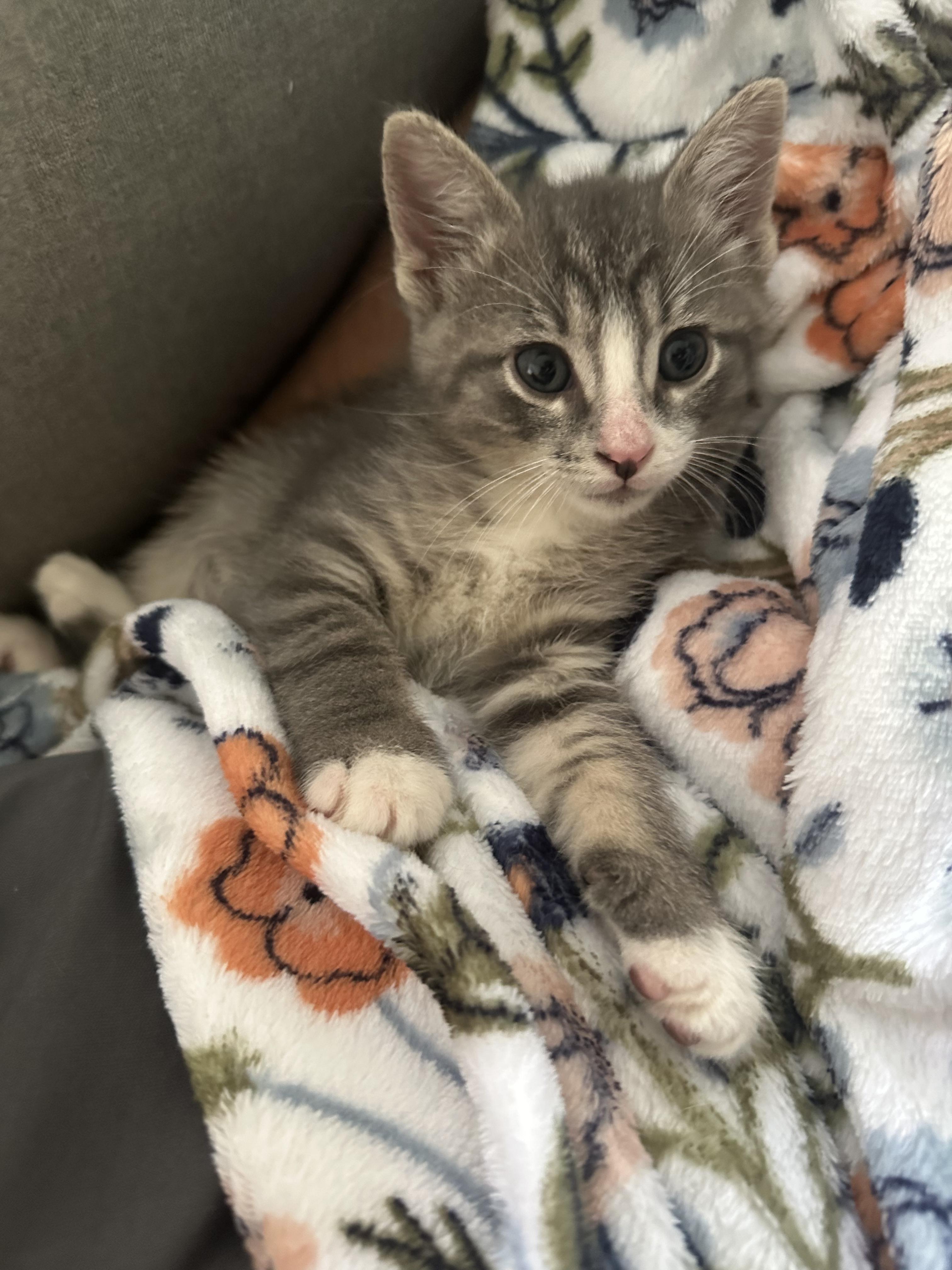 Enlarge Greaseball, an adopted mixed breed in Wadsworth, IL image 2/2