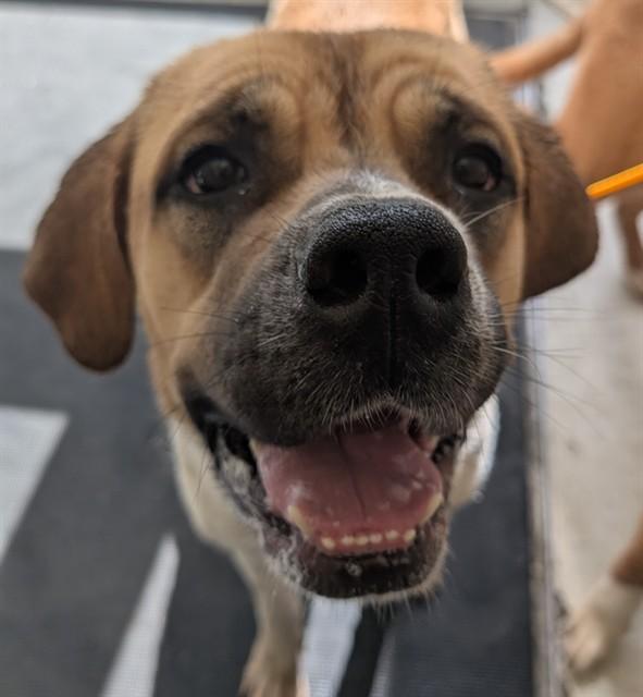 MILKSHAKE, Adoptable, Young Female Saint Bernard & Mixed Breed.