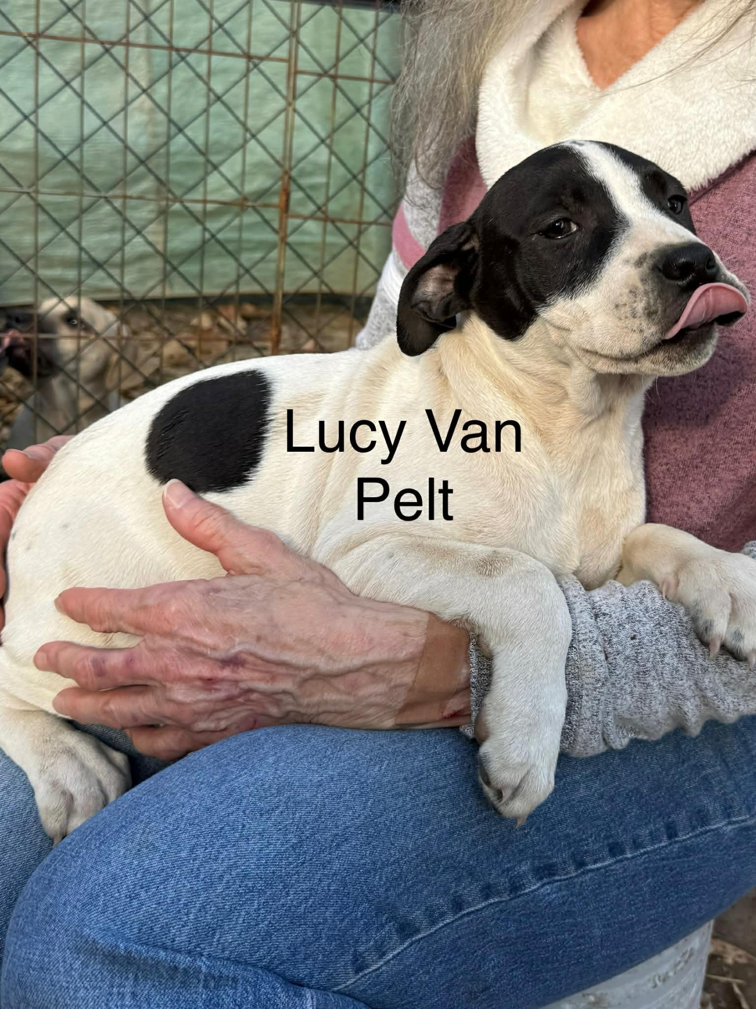 Lucy Vanpelt
