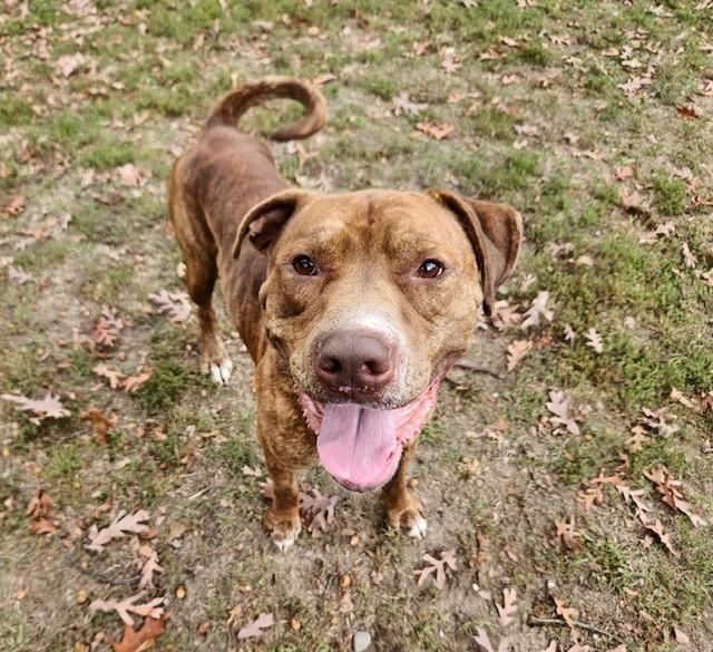 Tank, Adoptable, Adult Male Pit Bull Terrier.