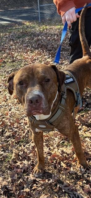 Tank, a Adoptable Pit Bull Terrier in Prudenville, MI image 2/2
