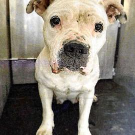 Enlarge Koda, a Adoptable mixed breed in Seattle, WA image 2/3