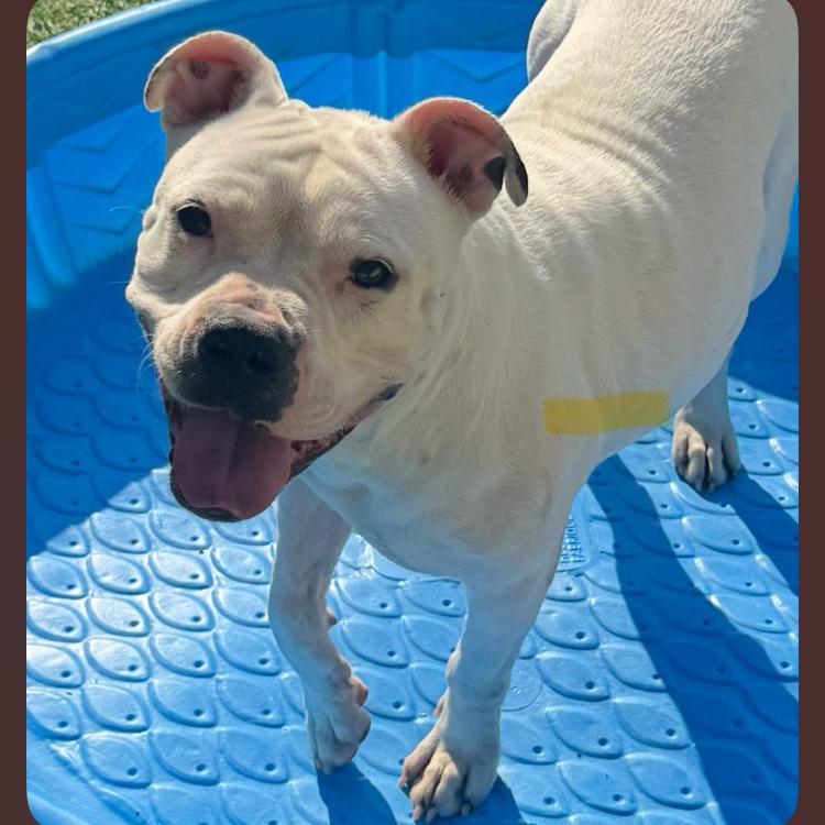 Enlarge Koda, a Adoptable mixed breed in Seattle, WA image 1/3