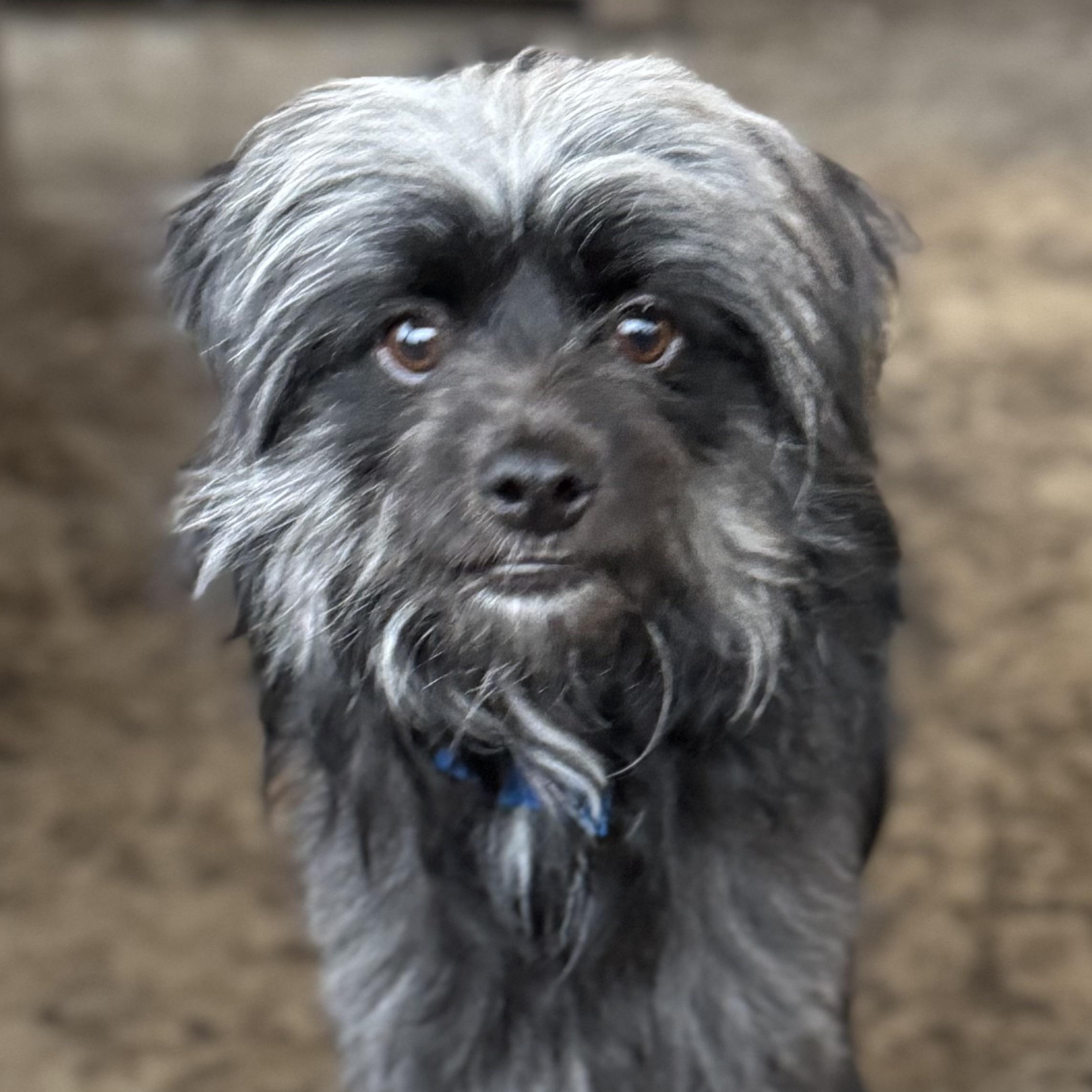 Mr. Happy Fraggie, Adoptable, Young Male Wirehaired Terrier & Terrier.