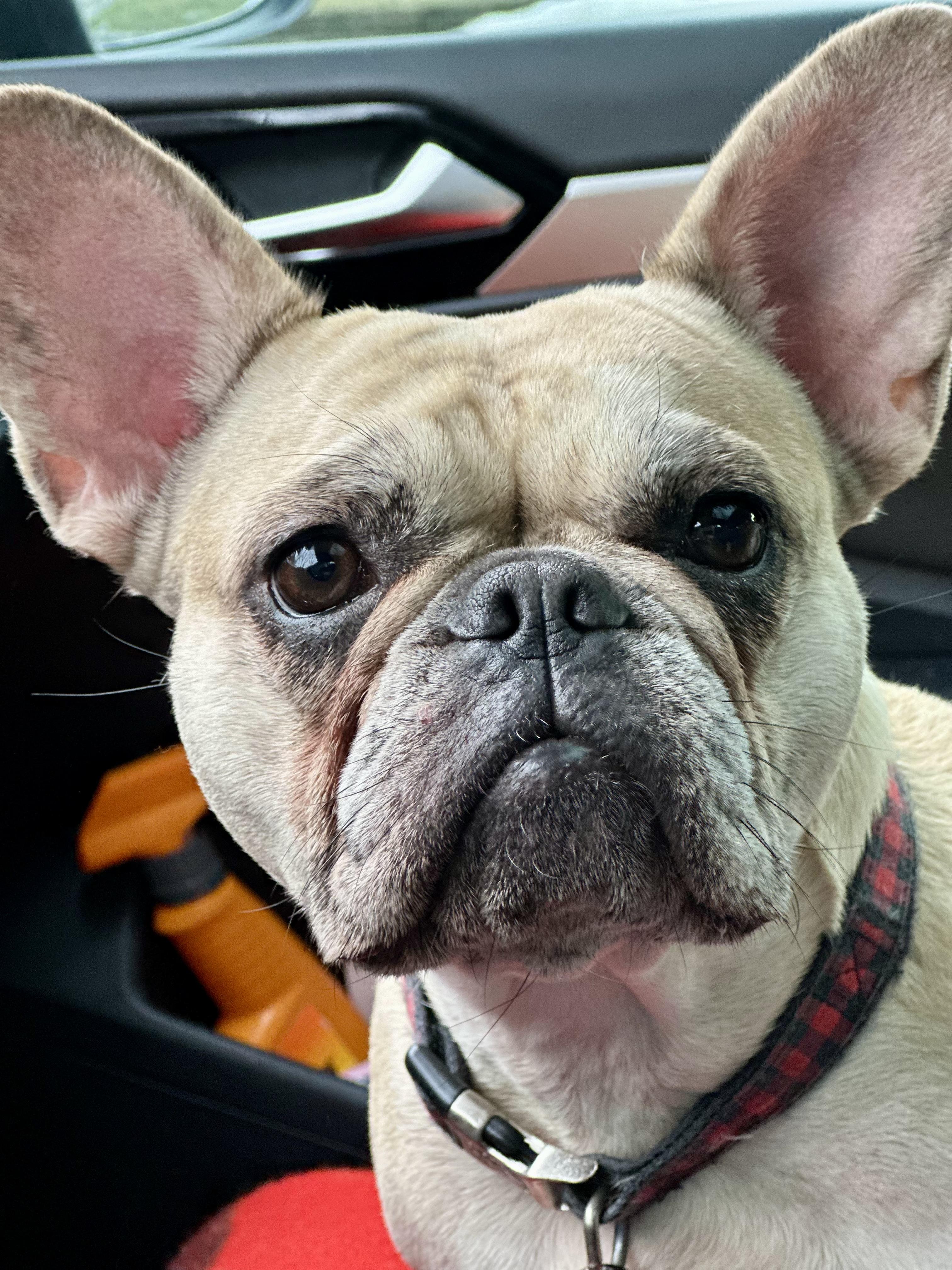 Enlarge Honey, a ADOPTABLE French Bulldog in Etobicoke, ON image 2/2