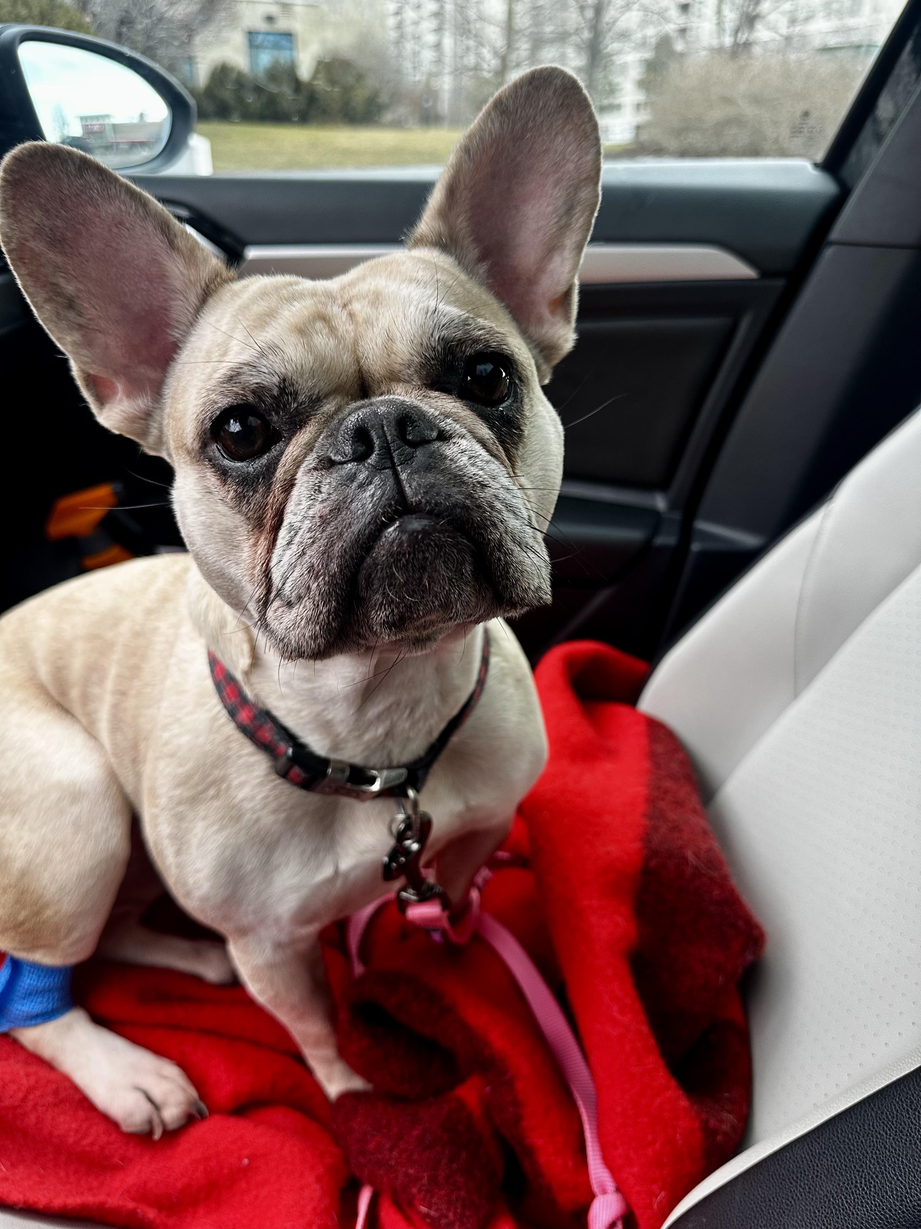 Honey, ADOPTABLE, Adult Female French Bulldog.