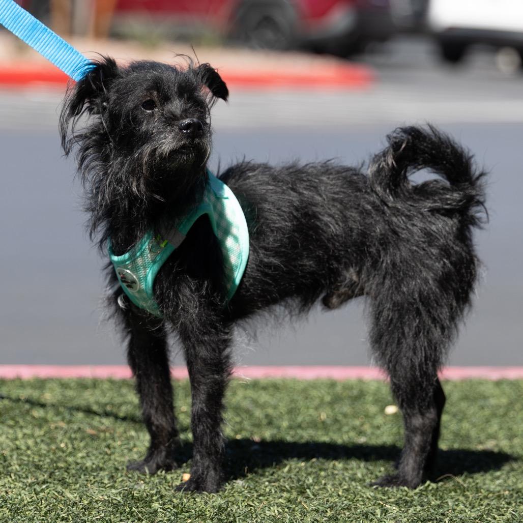 Connor, Adoptable, Adult Male Terrier.