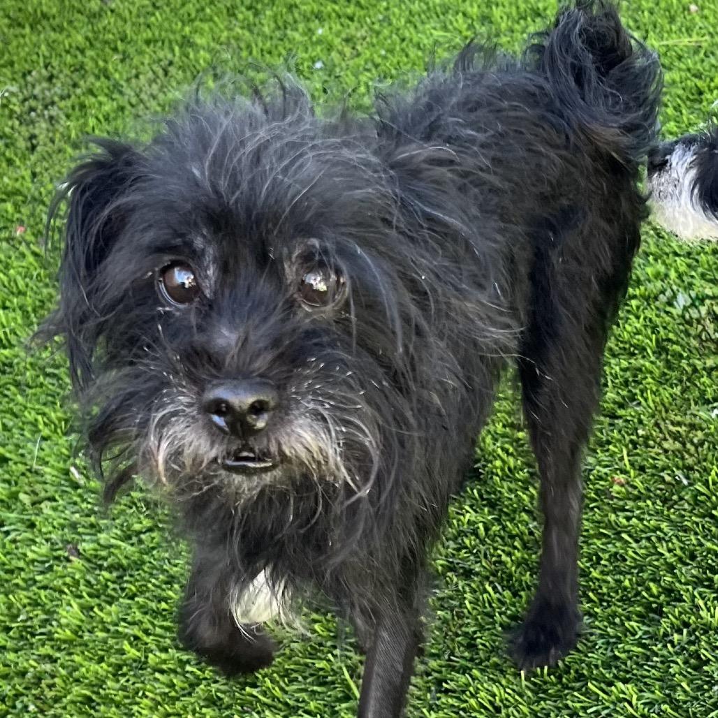 Enlarge Connor, a Adoptable mixed breed in Las Vegas, NV image 2/2