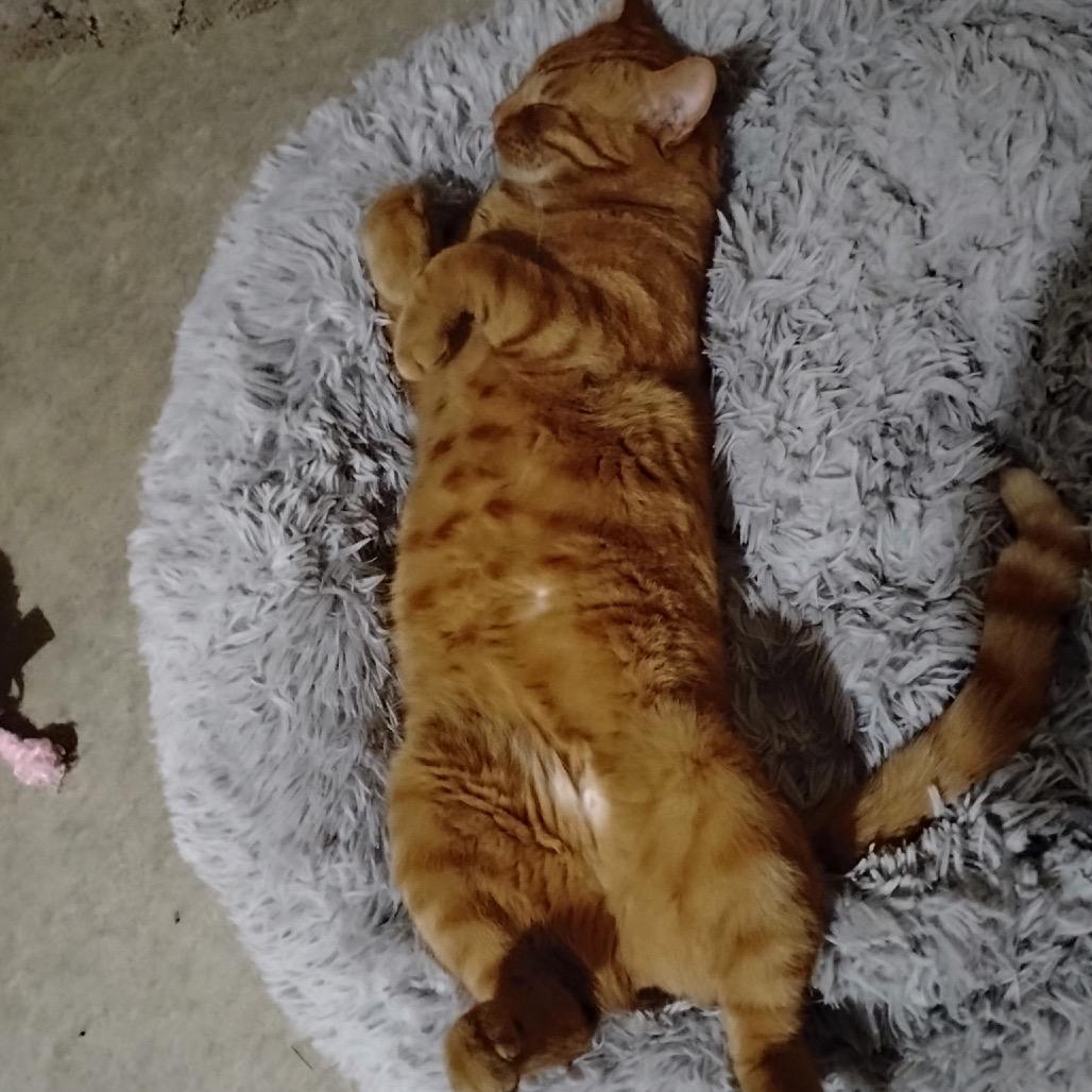 Jabberwocki, Adoptable, Adult Male Domestic Short Hair.