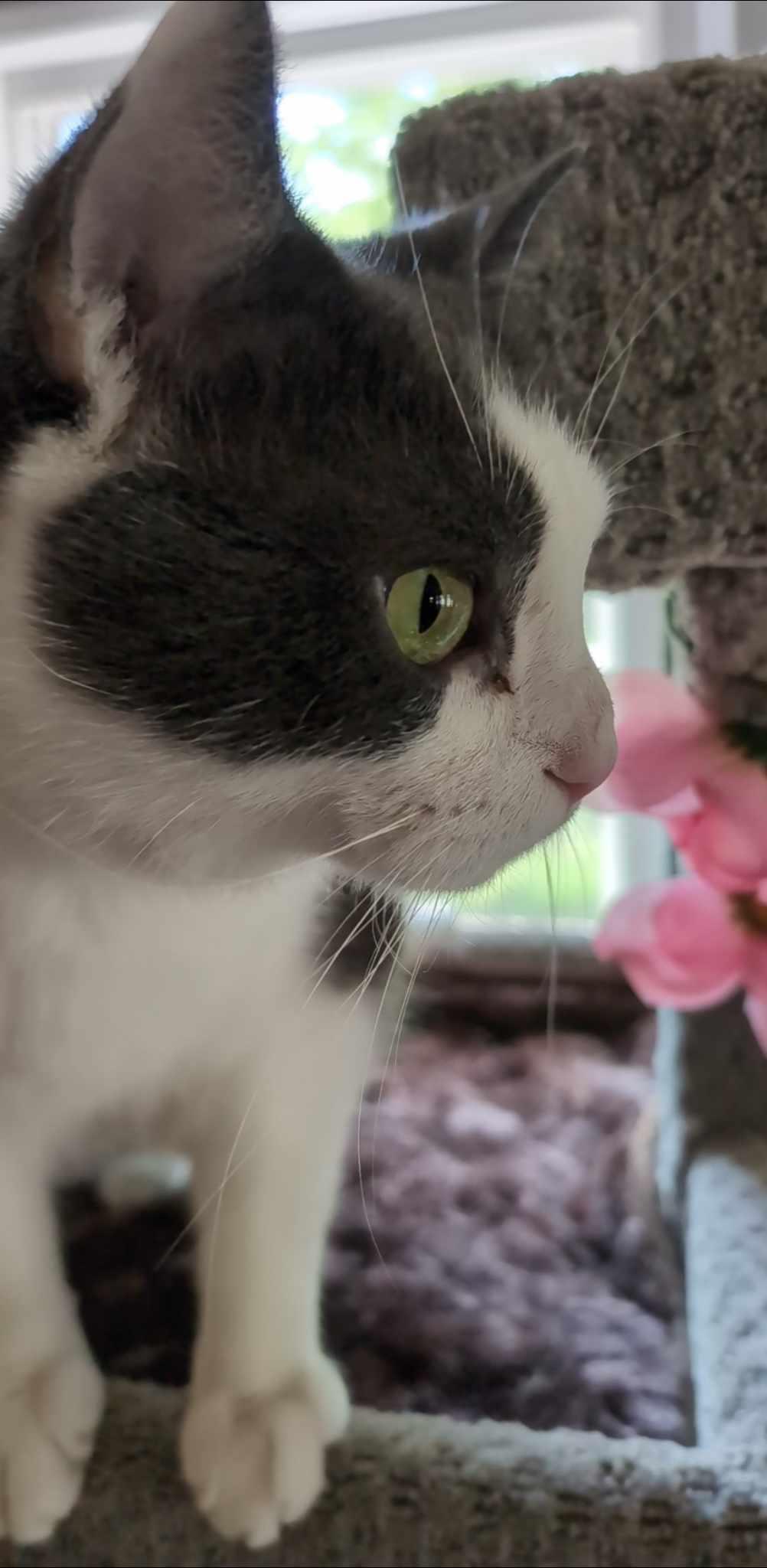 KIKI