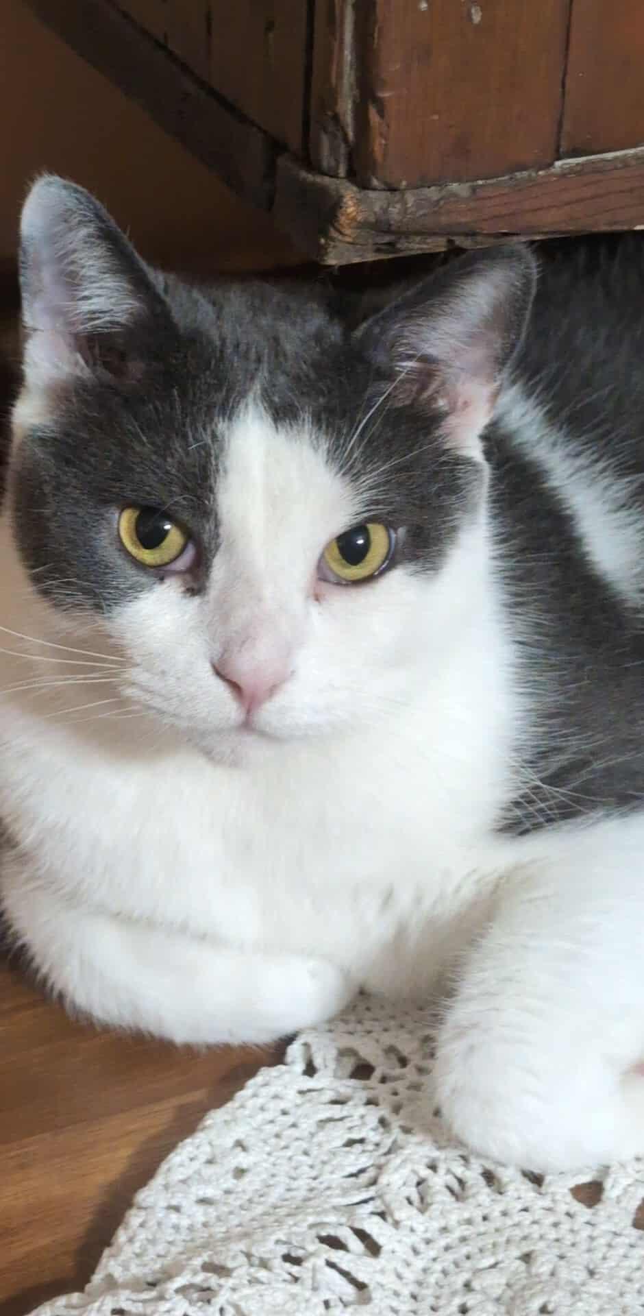 KIKI