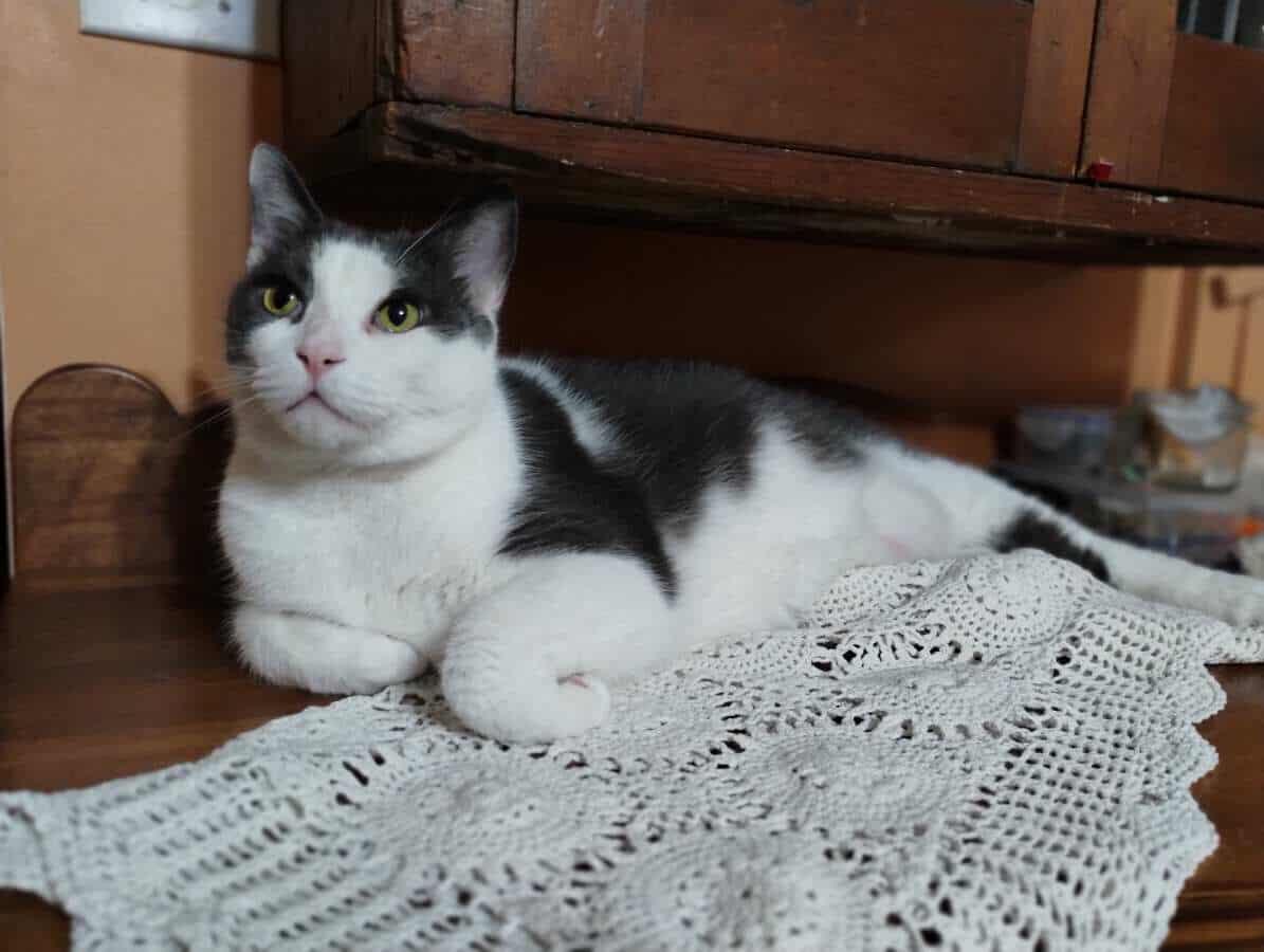 KIKI