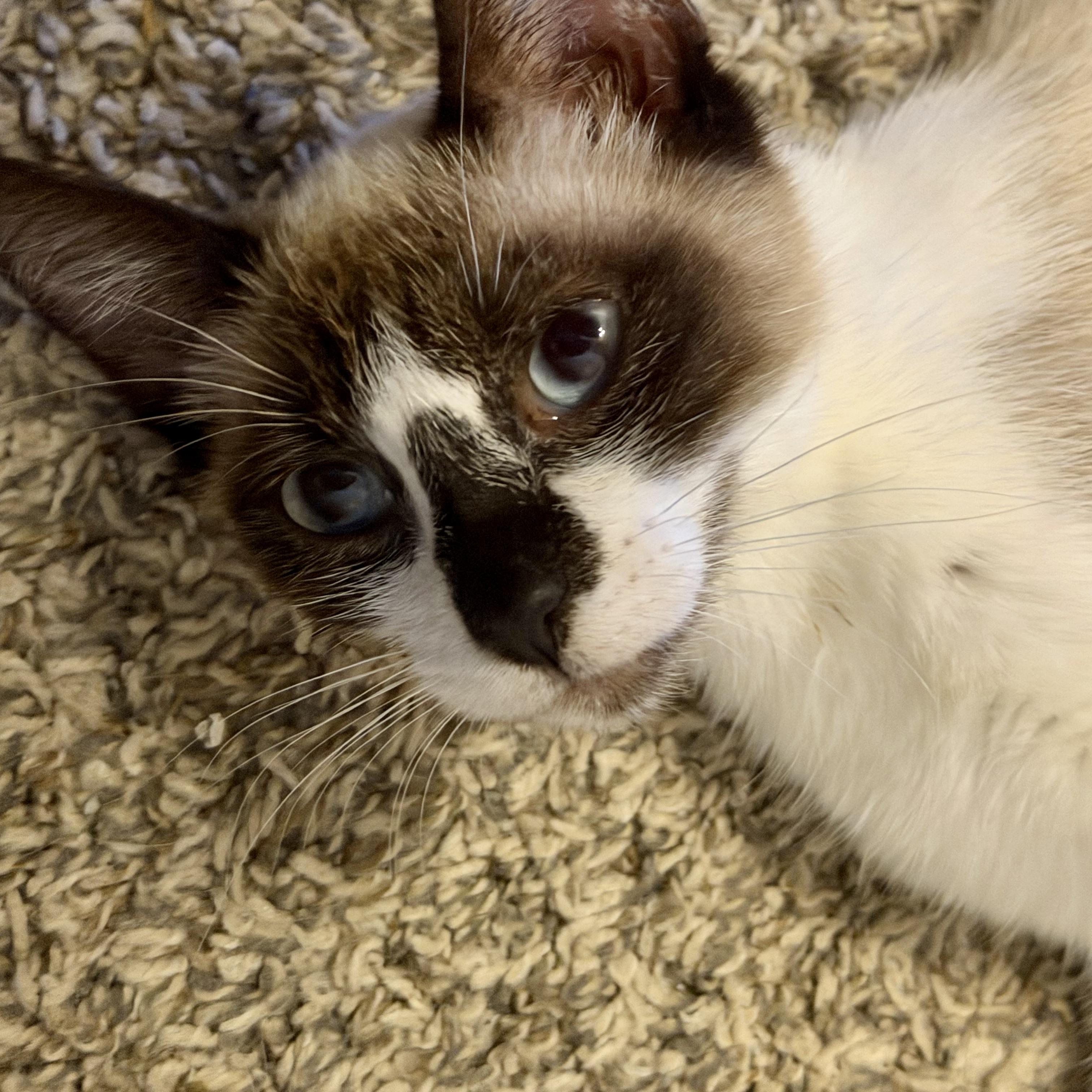 Enlarge Chai, a Adoptable Snowshoe in Latham, NY image 4/6