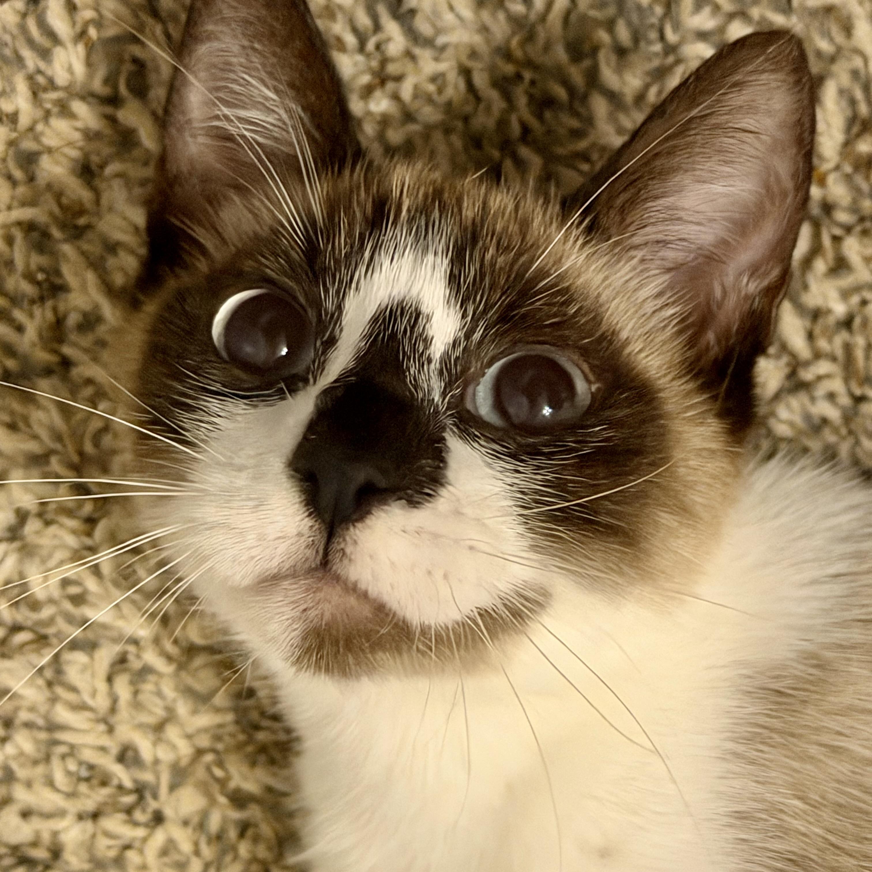 Enlarge Chai, a Adoptable Snowshoe in Latham, NY image 2/6