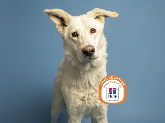 OLIVER, Adoptable, Young Male German Shepherd Dog.