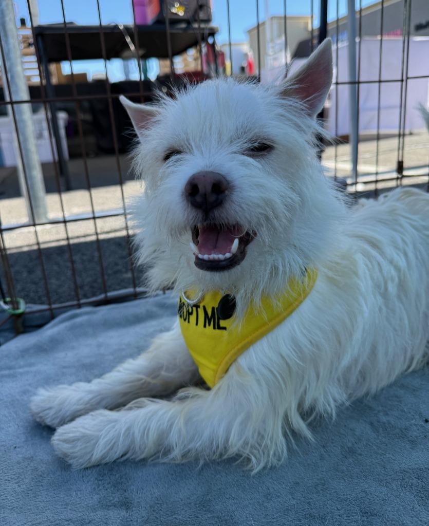 Frosty, Adopted, Young Male Terrier.