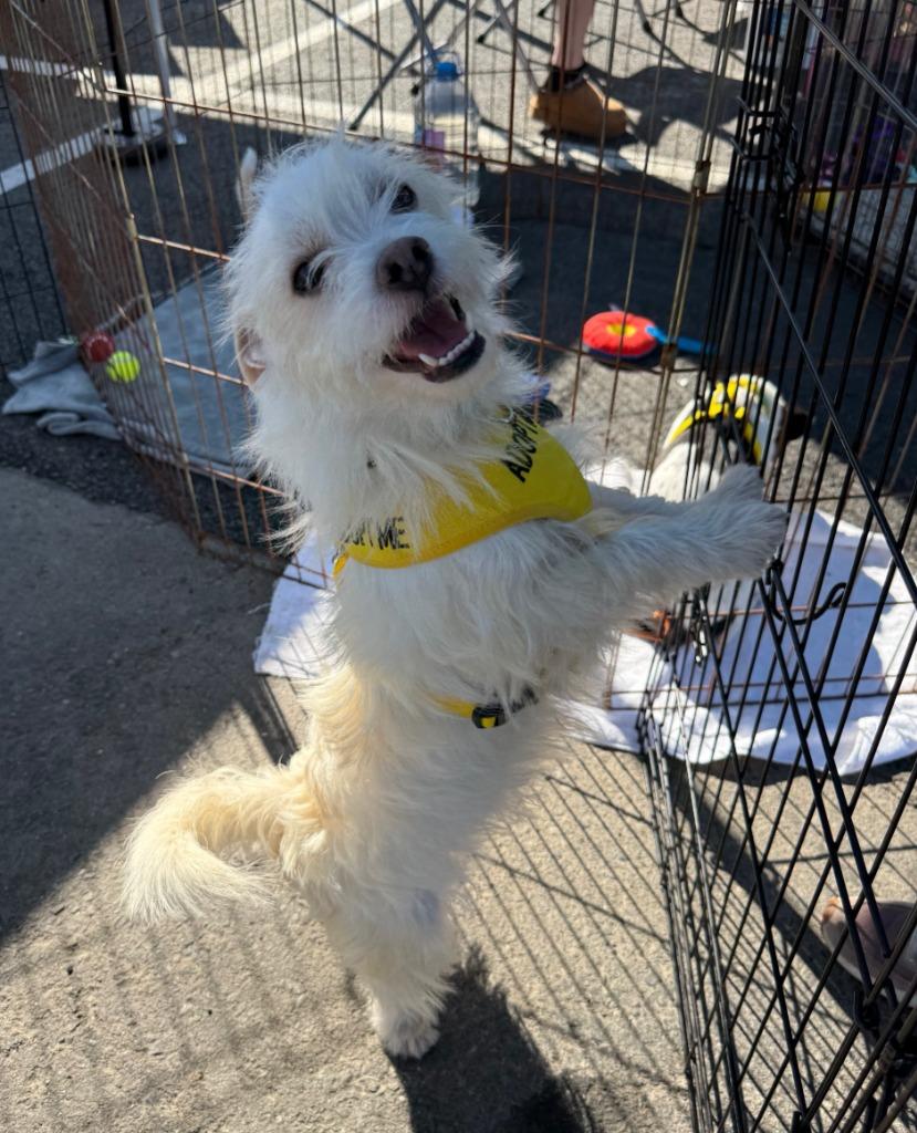 Enlarge Frosty, a Adopted Terrier in Lemoore, CA image 2/3