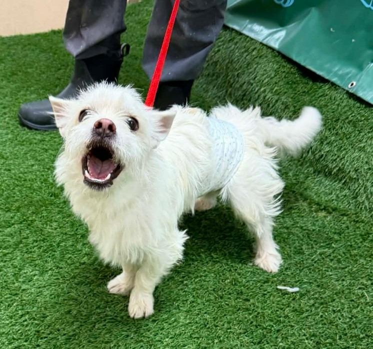 Enlarge Frosty, a Adopted Terrier in Lemoore, CA image 3/3