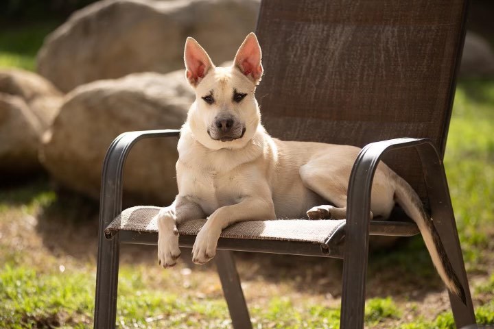 Enlarge Bea, a Adoptable mixed breed in Huntington Beach, CA image 4/6