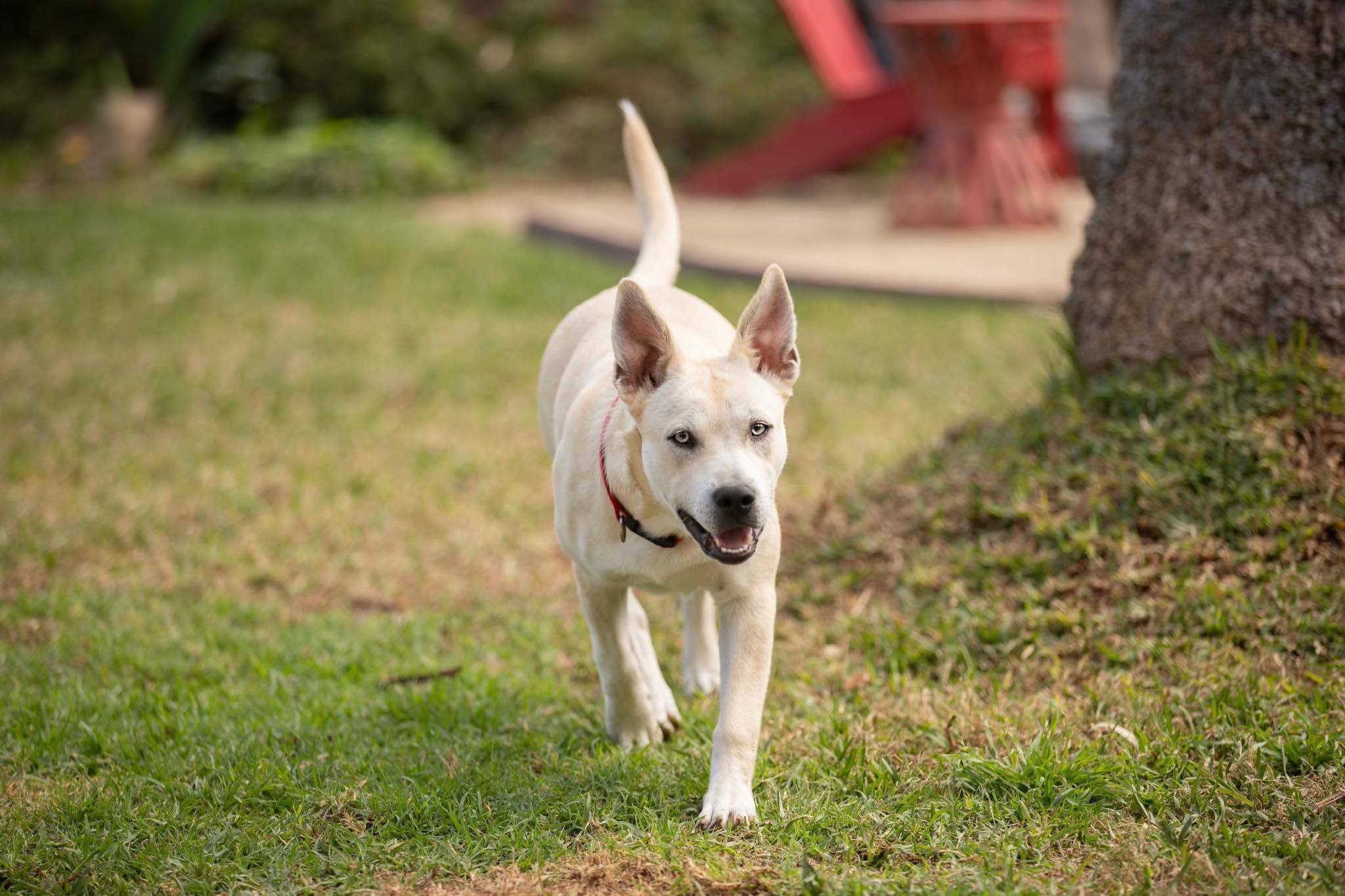 Enlarge Bea, a Adoptable mixed breed in Huntington Beach, CA image 5/6