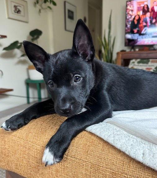 Ember, Adoptable, Puppy Female Cattle Dog & Shepherd.