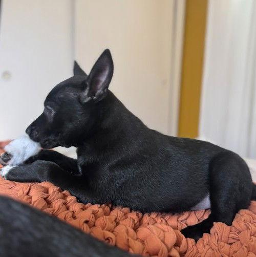 Enlarge Ember, a Adoptable mixed breed in San Diego, CA image 2/3