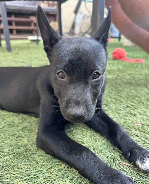 Enlarge Ember, a Adoptable mixed breed in San Diego, CA image 3/3