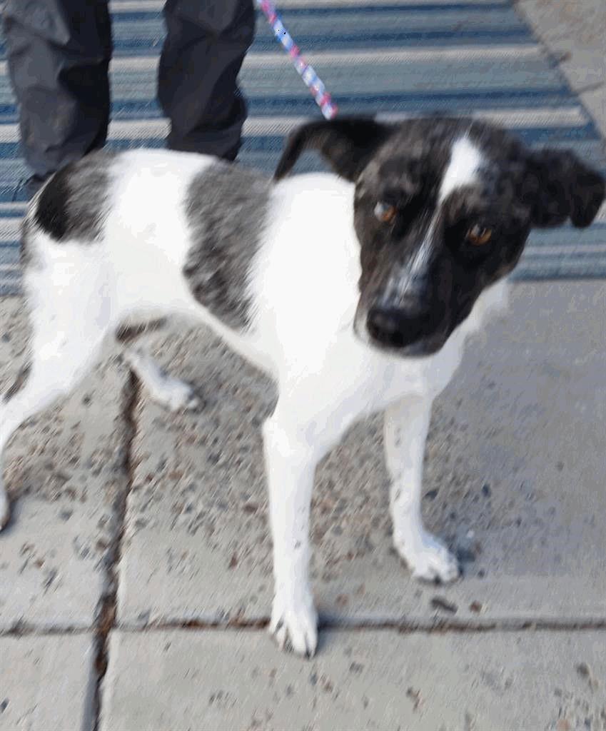 Kona, Adoptable, Adult Female Australian Shepherd.