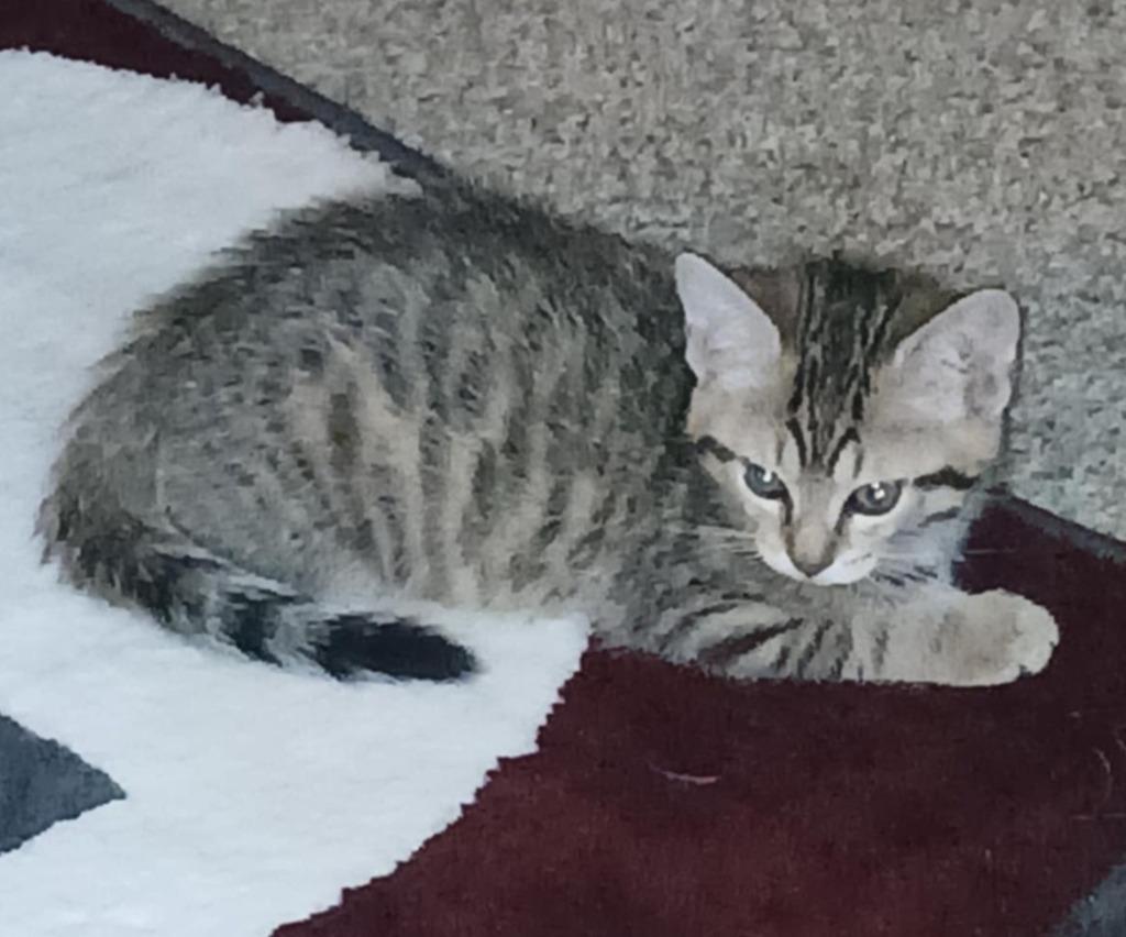 Beau, Adoptable, Young Male Domestic Short Hair.