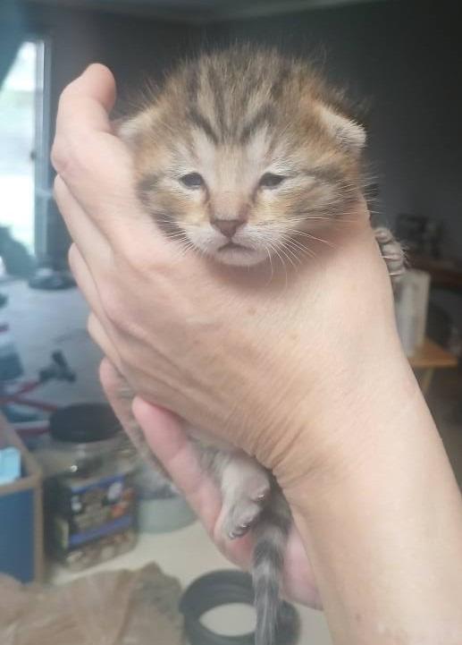 Beau, a Adoptable mixed breed in Warren, MI image 2/6