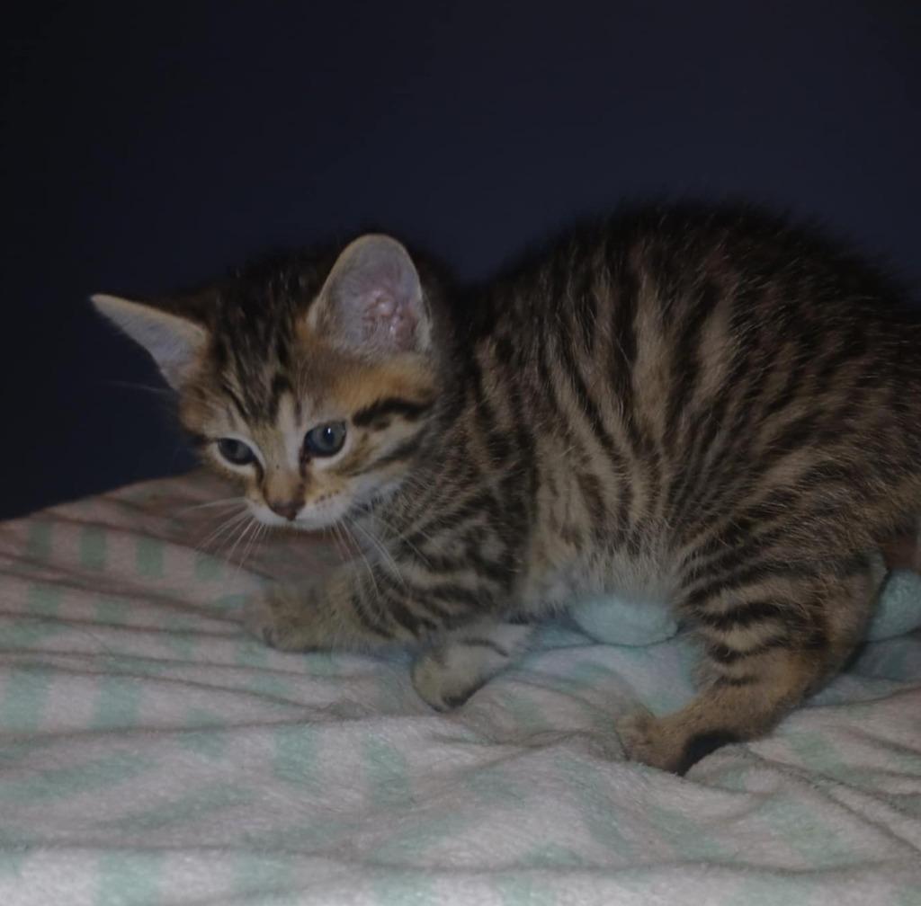 Beau, a Adoptable mixed breed in Warren, MI image 3/6