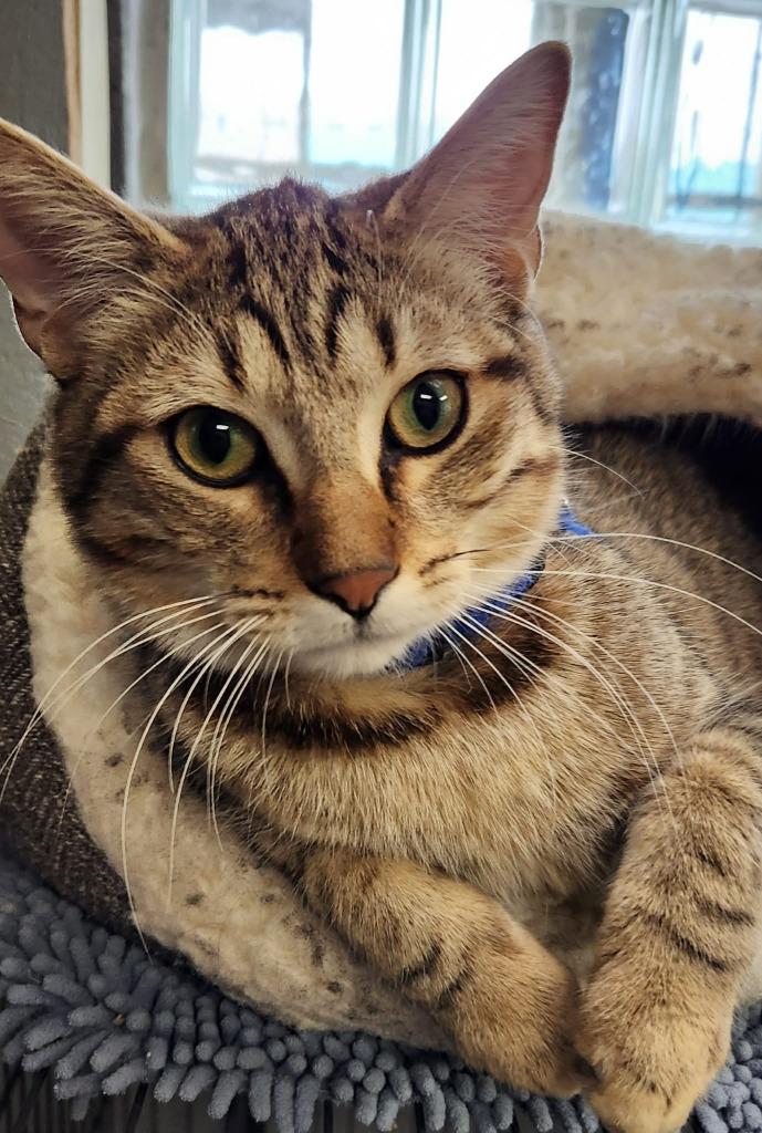 Enlarge Beau, a Adopted mixed breed in Warren, MI image 4/6