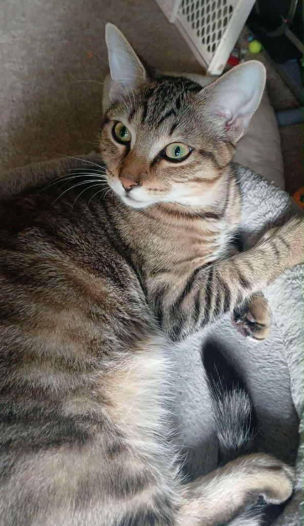 Beau, a Adoptable mixed breed in Warren, MI image 4/6