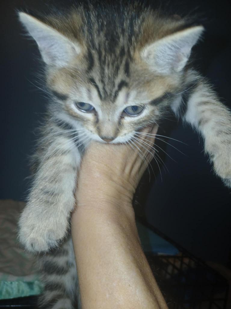 Beau, a Adoptable mixed breed in Warren, MI image 5/6