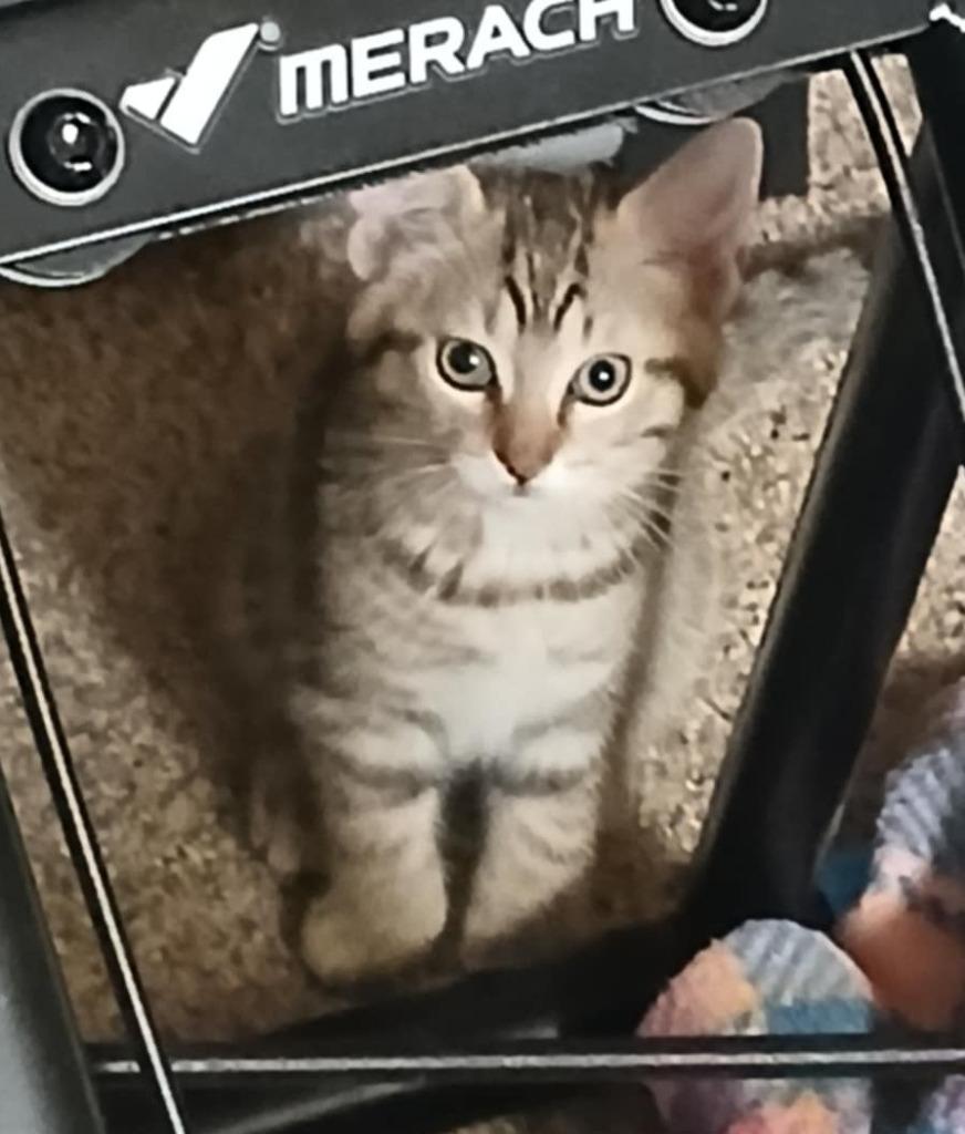 Beau, a Adoptable mixed breed in Warren, MI image 6/6