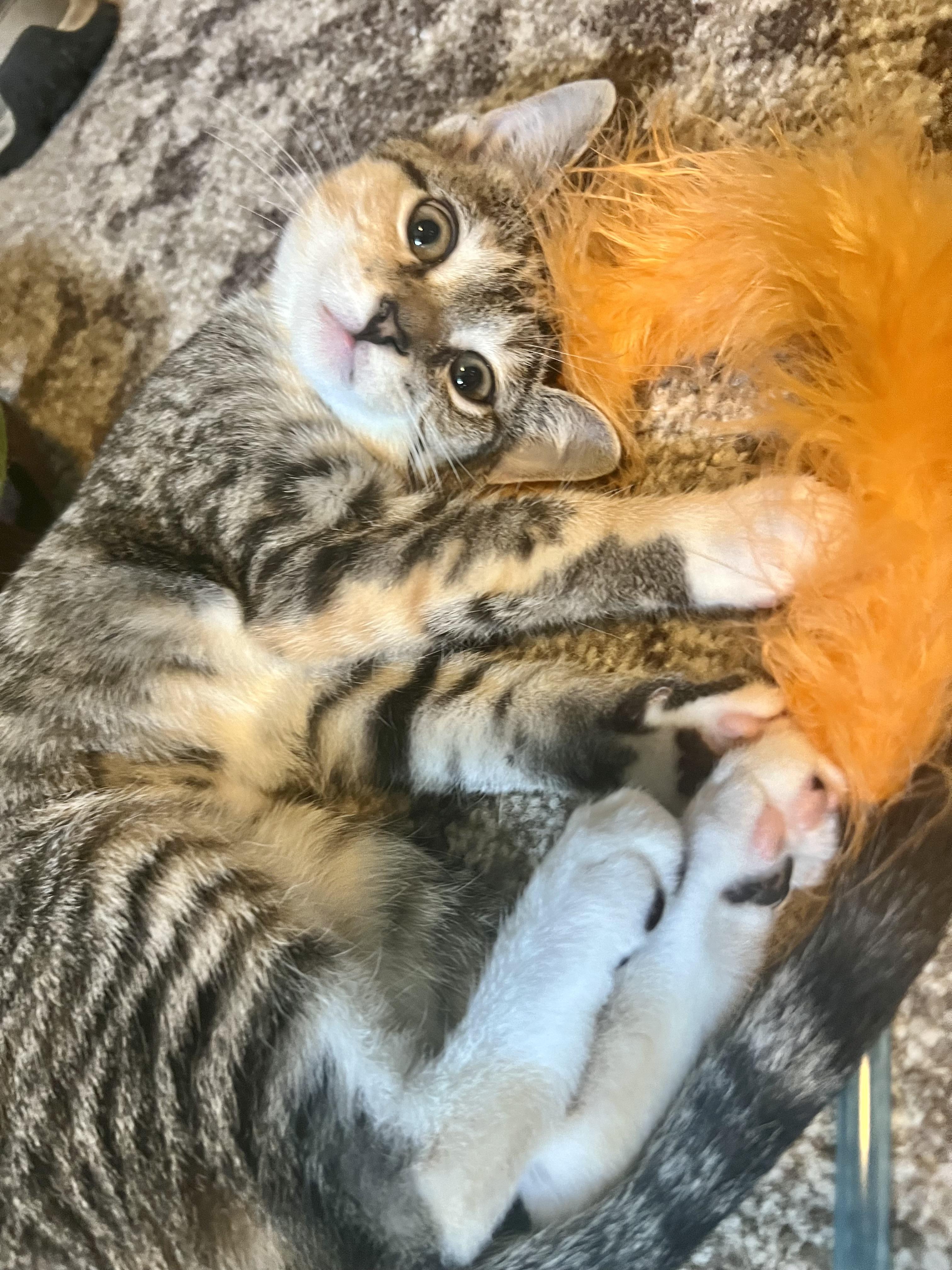 Hazel, a ADOPTABLE Domestic Short Hair in Mount Juliet, TN image 4/4