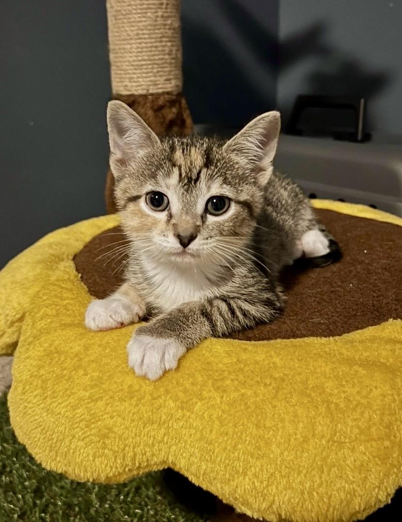 Hazel, a ADOPTABLE Domestic Short Hair in Mount Juliet, TN image 3/4