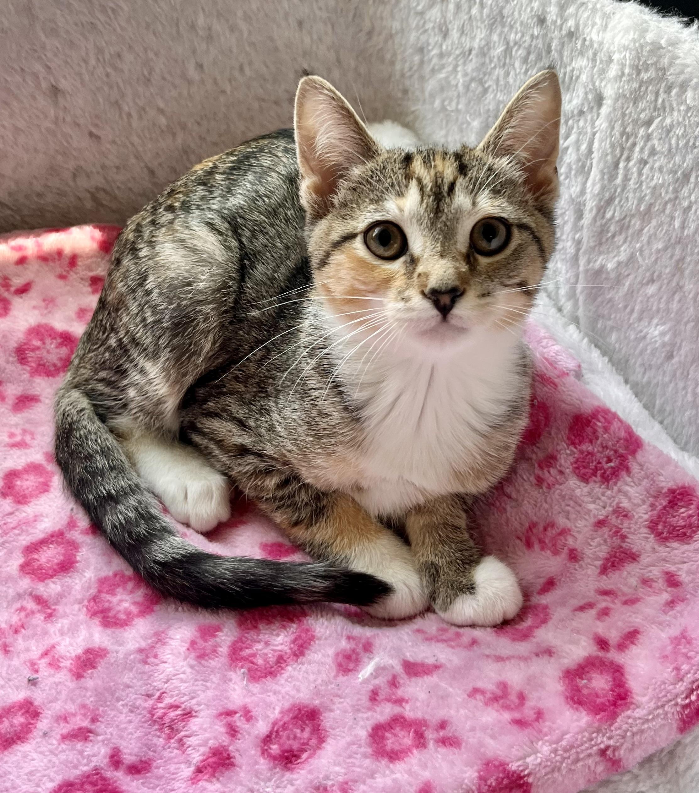 Hazel, ADOPTABLE, Kitten Female Domestic Short Hair.