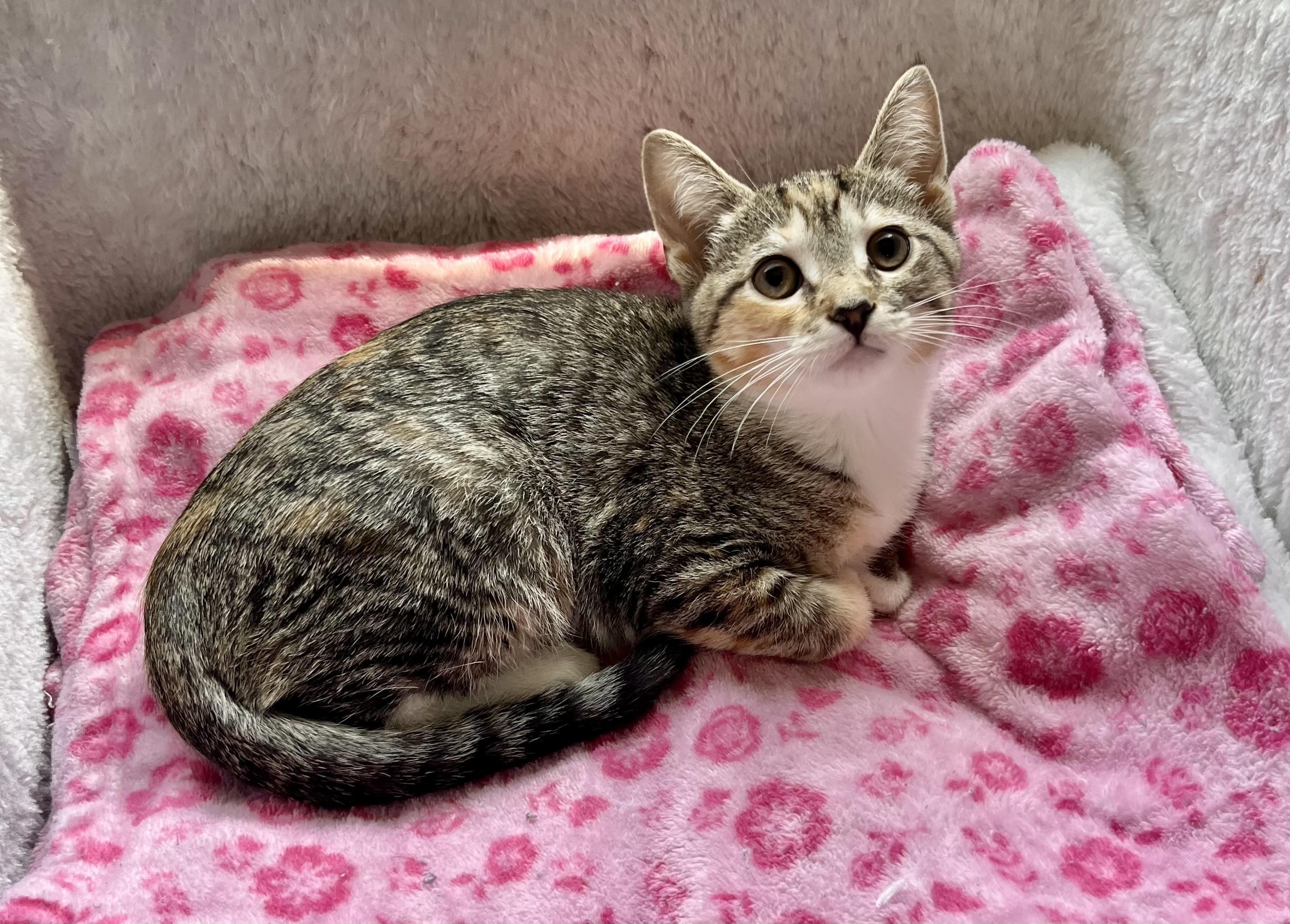 Hazel, a ADOPTABLE Domestic Short Hair in Mount Juliet, TN image 2/4