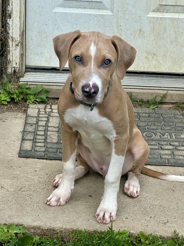 Enlarge Ducky, a Adoptable mixed breed in Akron, OH image 2/2