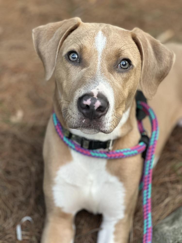 Ducky, Adoptable, Puppy Male Beagle & Hound.