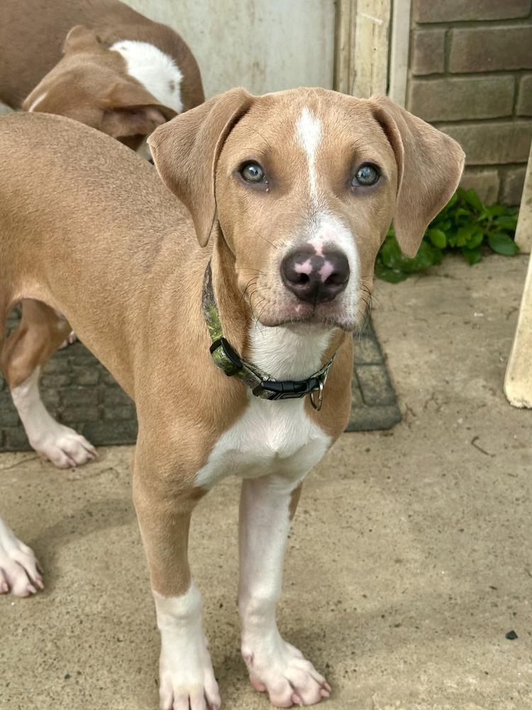 Ducky, Adoptable, Puppy Male Beagle & Hound.