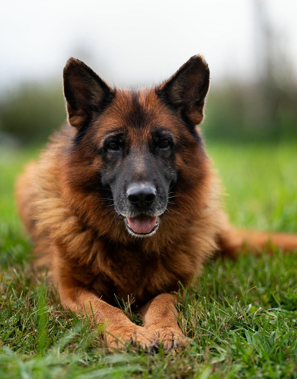 Atticus, Adopted, Senior Male German Shepherd Dog.