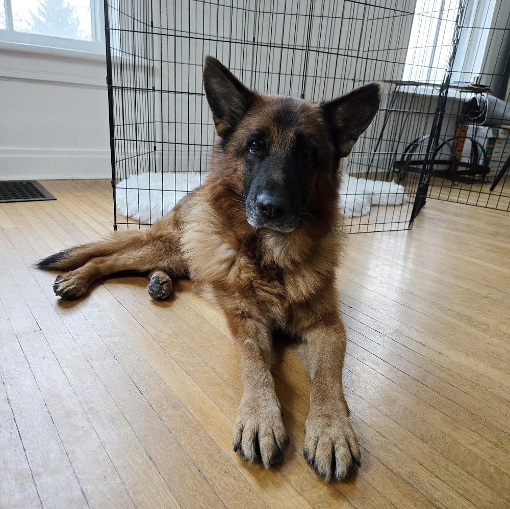 Atticus, a Adopted German Shepherd Dog in Owen Sound, ON image 2/5
