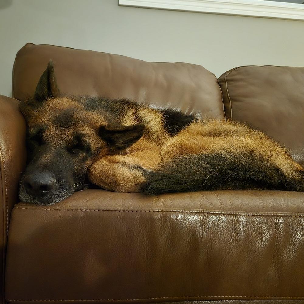 Atticus, a Adopted German Shepherd Dog in Owen Sound, ON image 3/5