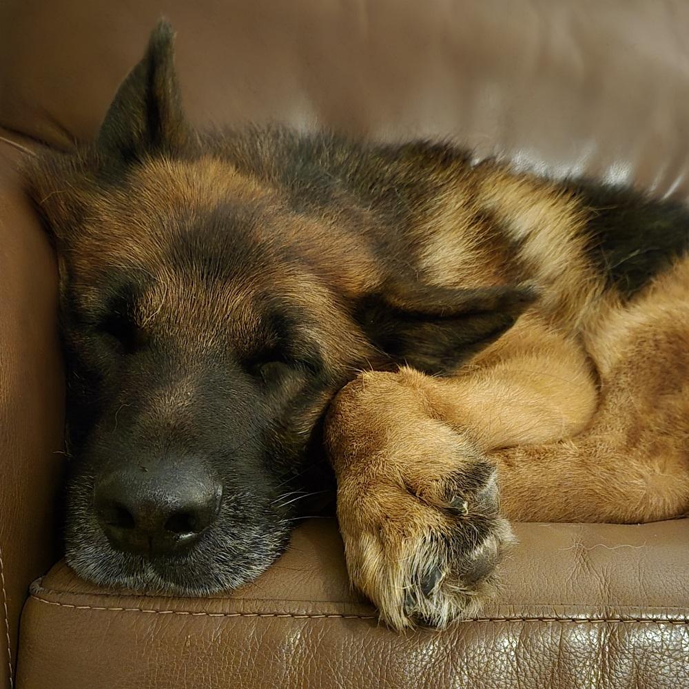 Atticus, a Adopted German Shepherd Dog in Owen Sound, ON image 4/5