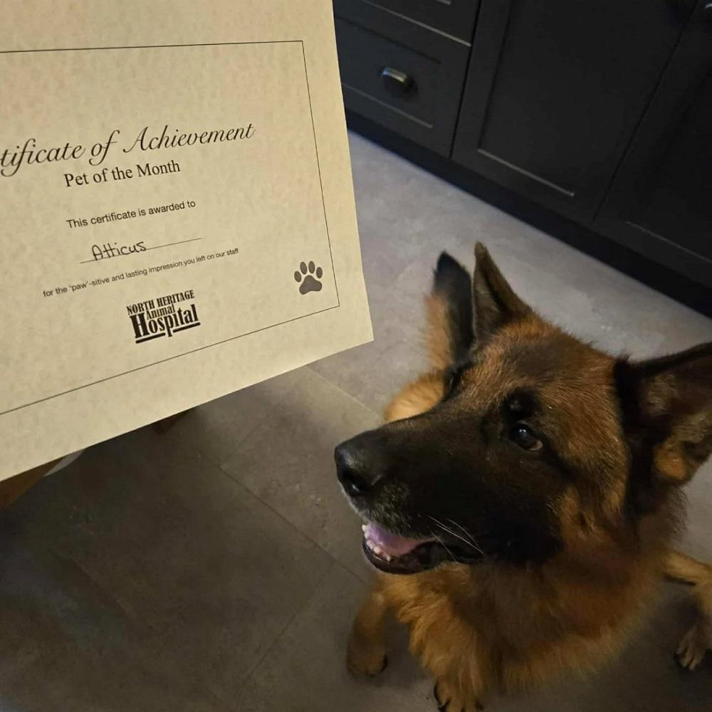 Atticus, a Adopted German Shepherd Dog in Owen Sound, ON image 5/5