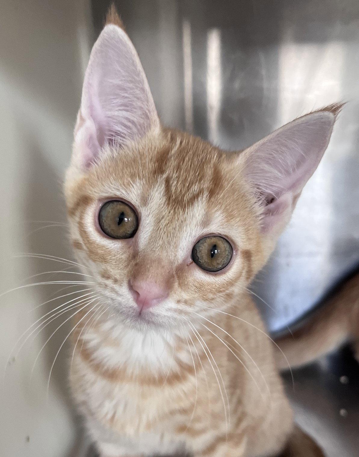 Enlarge Susan, a Adoptable Tabby in Carrollton, GA image 2/3